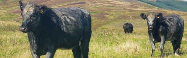 Cattle on a hillside