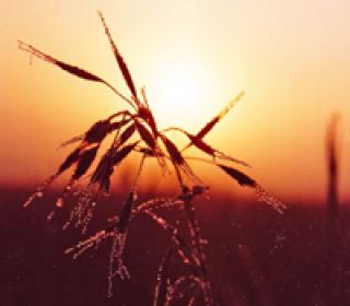 Oats at sunset