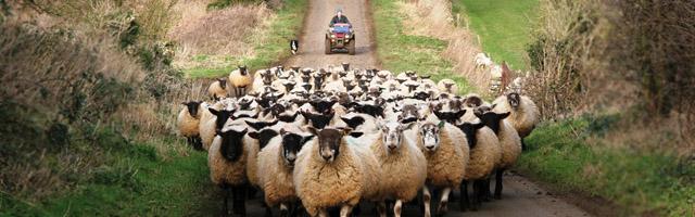 Flock of sheep on the road