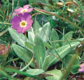 Primula scotica