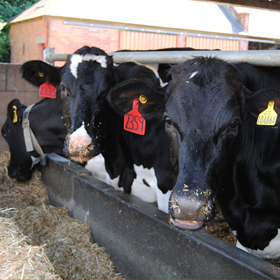 SRUC Crichton Dairy Cattle