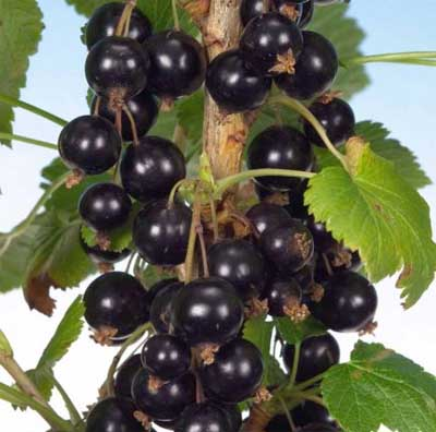 Photograph of Ben Klibreck blackcurrants