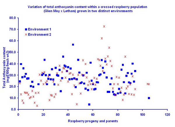 Figure showing variation of anthocyanin content withing a crossed raspberry population