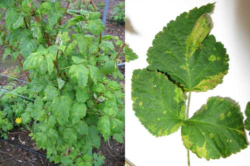 Photograph: Raspberry leaf blotch virus on a raspberry cane and a close up of a leaf