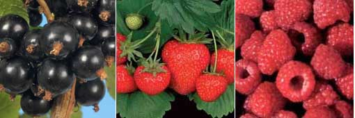 Photograph showing blackcurrants, strawberries and raspberries