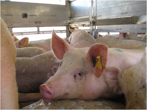 Pigs inside the lorry