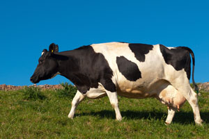 Dairy cow on the moove