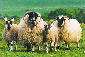 Blackface ewes and lambs