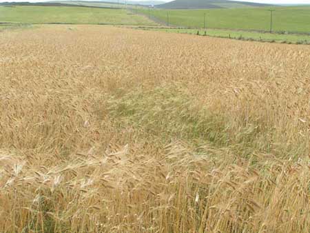 Bere barley on the machair