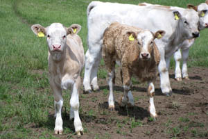 A group of calves