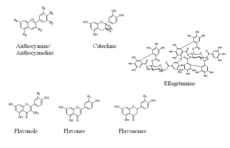 Figure showing the varied classes of phytochemicals