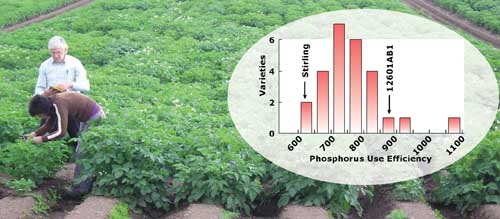 Figure 3: Screening potato varieties in the field for their ability to acquire and utilise P-fertilisers