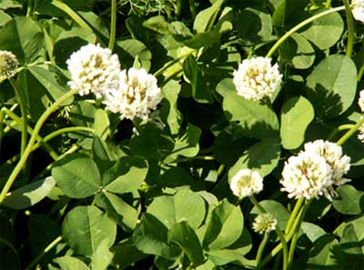 Photograph of clover, a common forage legume (courtesy of Marilyn Mullay, SAC)