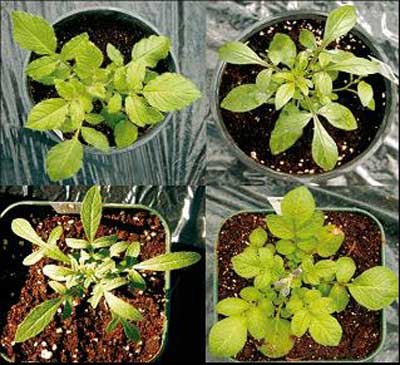 Photograph showing potato varieties from the Commonwealth Potato Collection