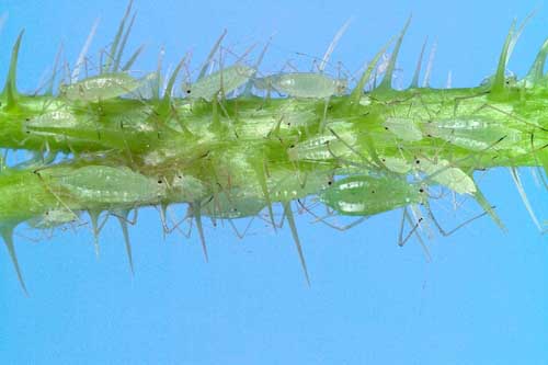 Photograph of aphids