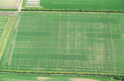 Figure 1: Compost and slurry trials at Mylnefield, SCRI, showing the enhanced early development of the barley crop when quality green compost is used.