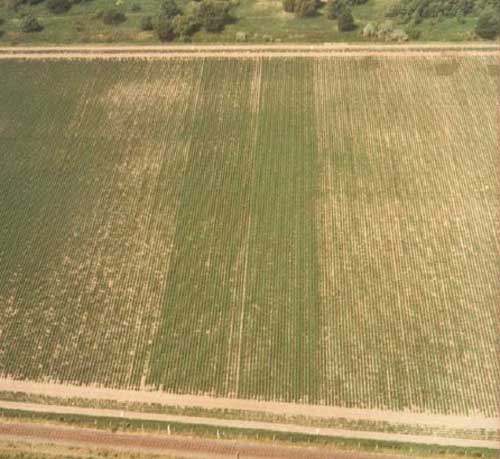 Figure 1: Photograph showing two strips in the centre of a field treated with nematocide