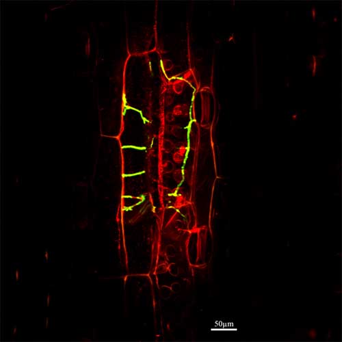 Figure 1: Green fluorescent protein markers (GFP) reveals presence of stealthy pathogen