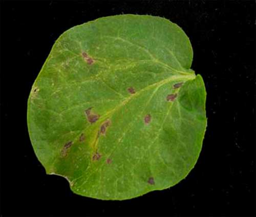 Figure 1: A. Necrotic local lesions in inoculated leaves