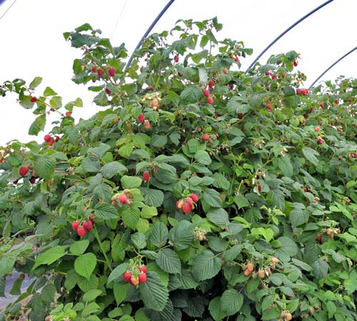 Photograph of raspberries growing in a polytunnel
