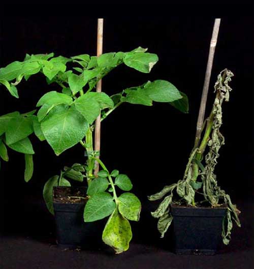 Figure 2: Potato variety Stirling shown with two genotypes of P. infestans