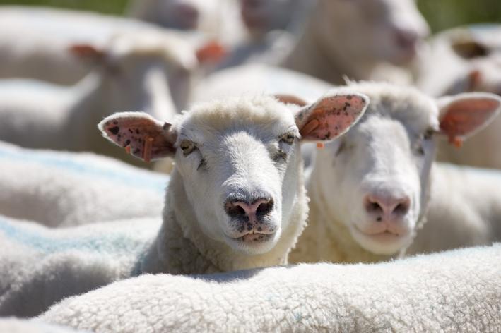 A CLA vaccine will help safeguard the help and productivity of the nations sheep industry 