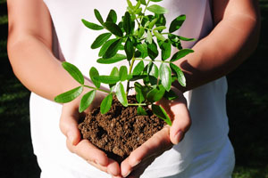 Person holding soil and plant