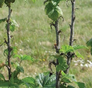 Blackcurrants with uneven bud break